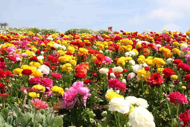 Cánh đồng hoa mao lương rực rỡ rộng 50 mẫu ở Carlsbad, California, Mỹ, nở từ tháng 3 đến tháng 5.