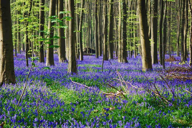 Hoa chuông phủ kín rừng Hallerbros, gần Brussels, Bỉ vào tháng 4 hằng năm.