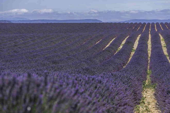Cánh đồng hoa oải hương nổi tiếng ở Provence, Pháp: Thời điểm nở rộ nhất là vào tháng 6 và tháng 7, hoa được thu hoạch vào tháng 8.