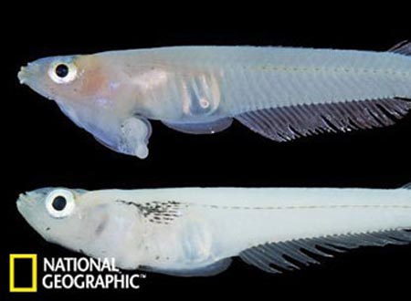 Loài cá Phallostethus cuulong được phát hiện ở Việt Nam, với đặc điểm kỳ lạ là có bộ phận sinh dục nằm ở đầu