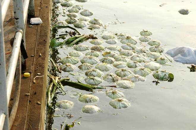 Những ngày gần đây, một vài con sông ở huyện Thanh Bình (Đồng Tháp) xuất hiện cảnh bắp cải trôi lềnh phềnh. Nông dân tại đây giải thích do giá quá rẻ, thu hoạch xong không có người mua nên bà con đổ xuống sông.