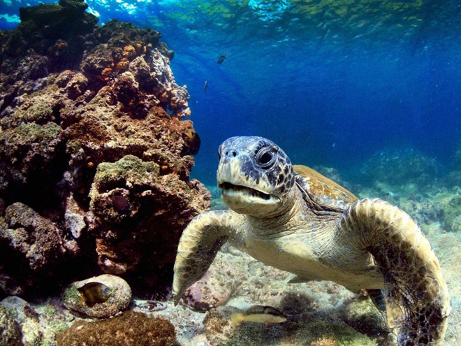 Hệ sinh thái thuộc quần đảo Galapagos, Ecuador: Với sự xuất hiện của quá nhiều du khách, cộng thêm sự xâm lấn của các loài không thuộc nơi đây, đã đẩy hệ sinh thái và cái loài vật bản địa độc đáo bên bờ tuyệt chủng.