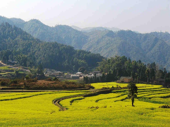 Cánh đồng hoa cải vàng rực ở tỉnh Vân Nam, Trung Quốc.