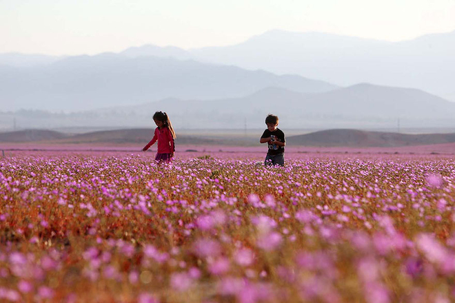 Sa mạc hoa đẹp khó tin ở Chile