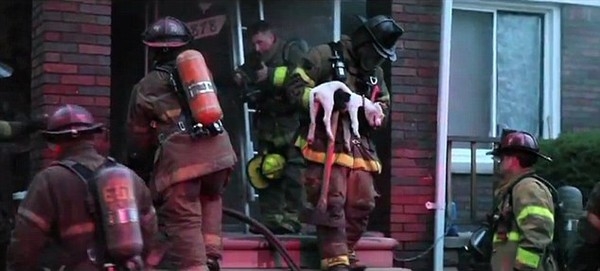 Xúc động lính cứu hỏa nhường mặt nạ của mình để cứu chó 2