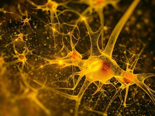 8 điều thú vị có thể bạn chưa biết về bộ não - 4