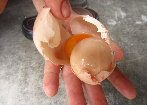Quả trứng gà trong quả trứng gà ở Quảng Ngãi. Ảnh: MinhToan.
