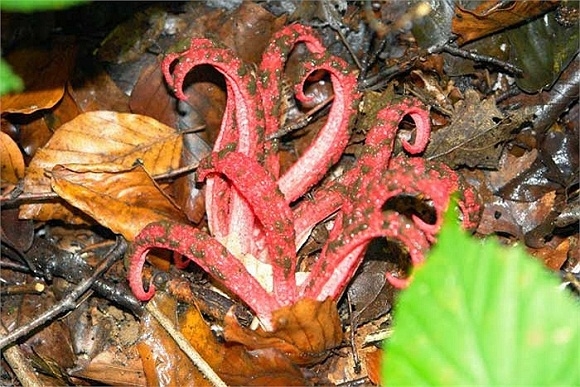 Kỳ quái những con bạch tuộc vươn xúc tu trong rừng