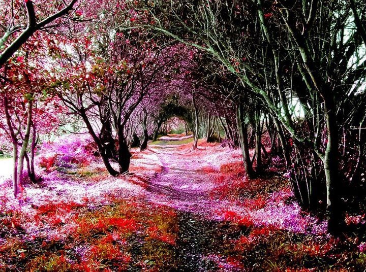 Con đường trải hoa tím hồng đi vào xứ sở thần tiên