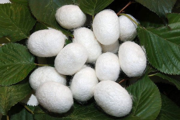 silk-cocoons-on-leaves-gran-4701-1403667