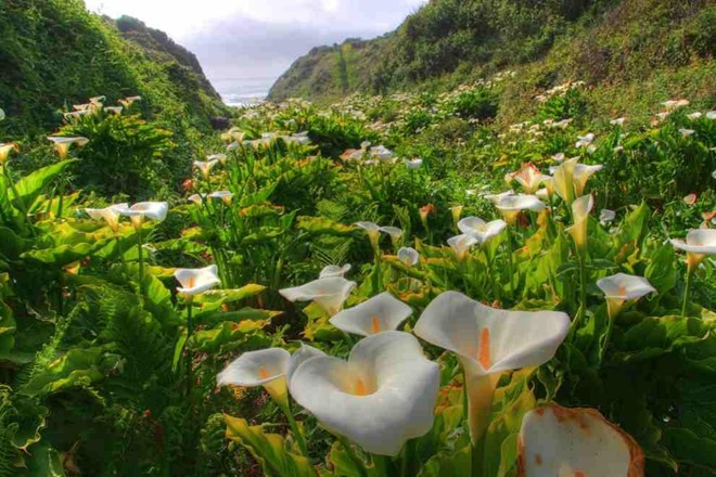 Cánh đồng hoa lan ý ở Garrapata State Park, gần Big Sur, California, Mỹ.