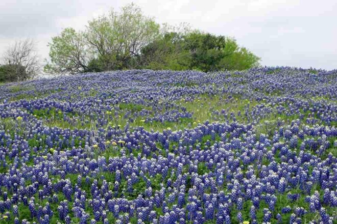 Cánh đồng hoa Bluebonnet ở Texas, Mỹ.