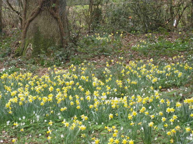 Hàng ngàn bông hoa thủy tiên khoe sắc ở Leadon Valley, Anh vào mùa xuân.