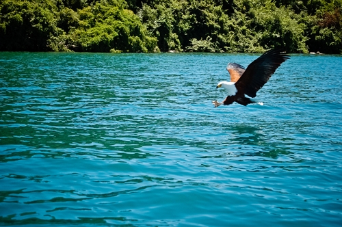 eagle-in-lake-malawi.jpg