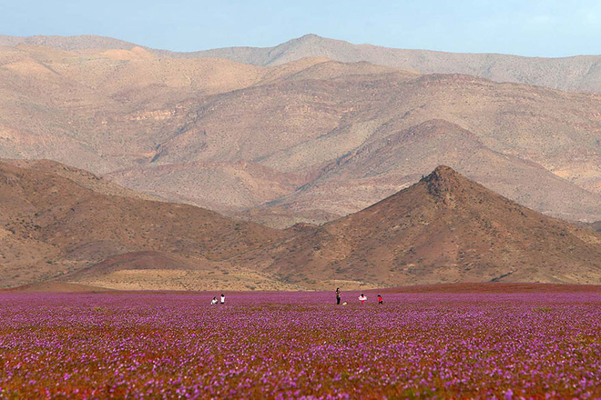 Sa mạc hoa đẹp khó tin ở Chile