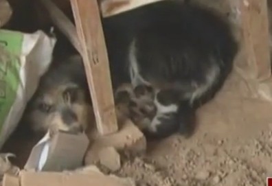 Trung Quốc: Xôn xao tin chó 5 tuổi đẻ ra... 3 con mèo 1