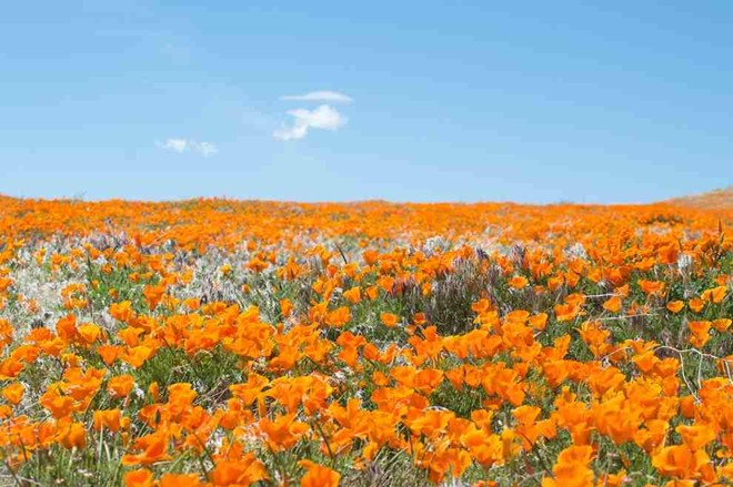 Cánh đồng hoa ở Antelope Valley, gần Lancaster, California, Mỹ.